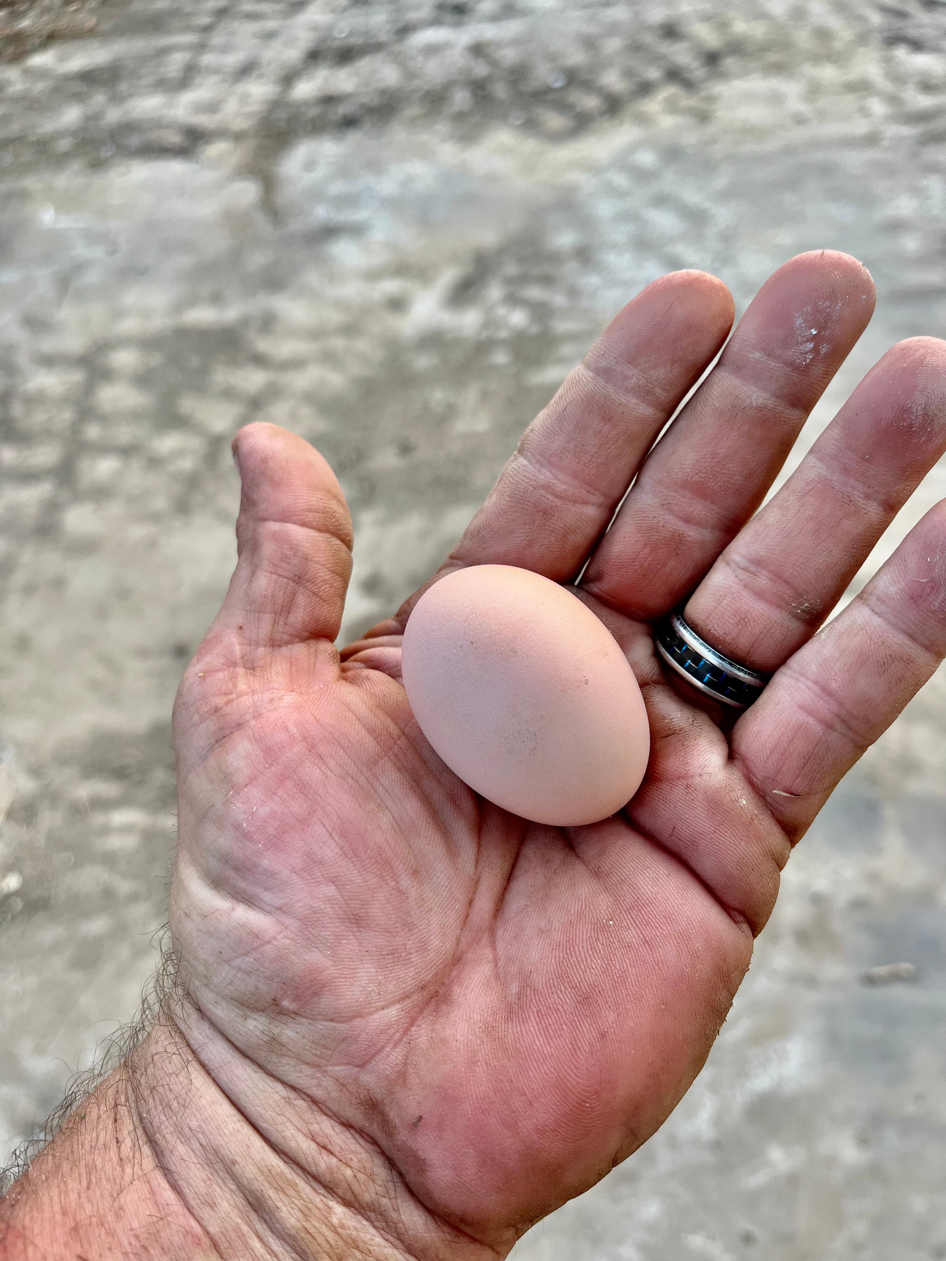 Chicken Eggs For Eating