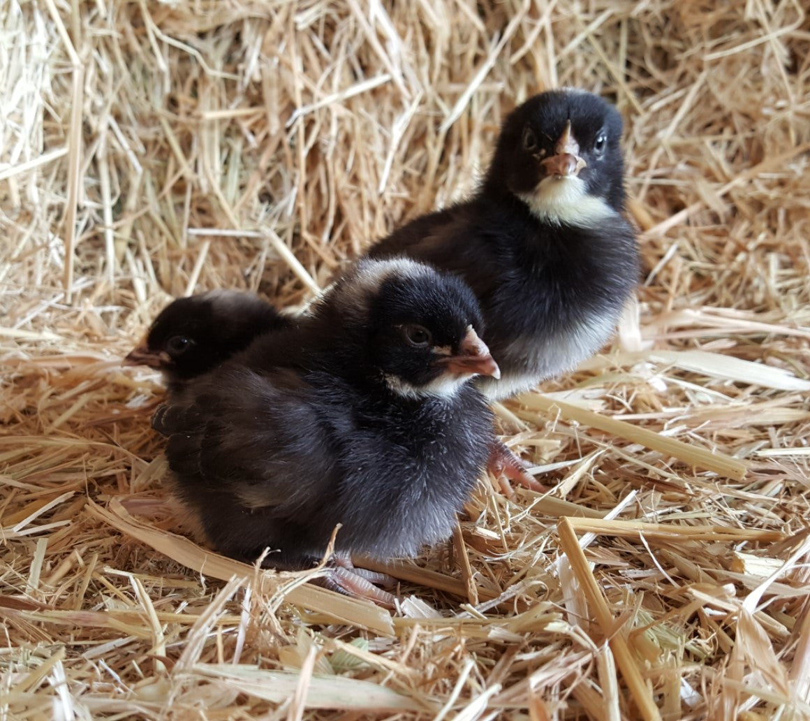 Barred Rocks