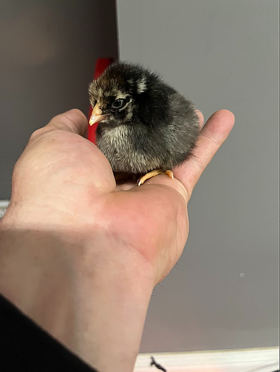 Barred Rocks