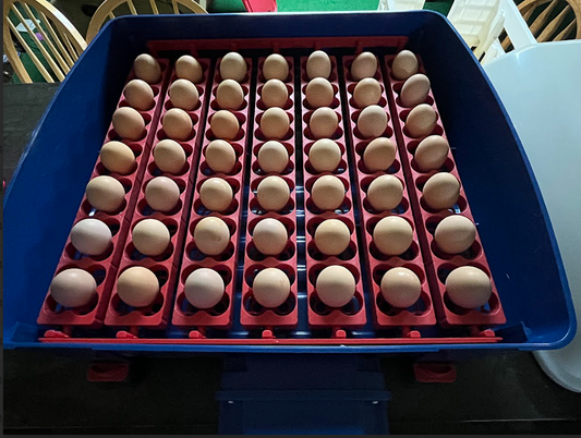 Fertilized Eggs For Hatching