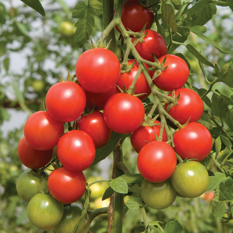 Sakura Tomato Plant (F1 Organic)