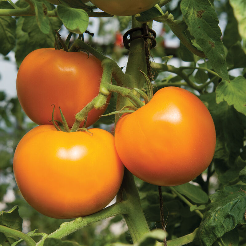 Beorange Tomato Plant (Heirloom Slicer)