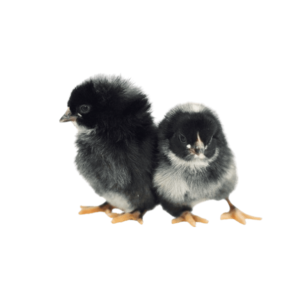 Chicks